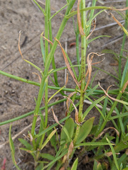 Wahlenbergia gymnoclada