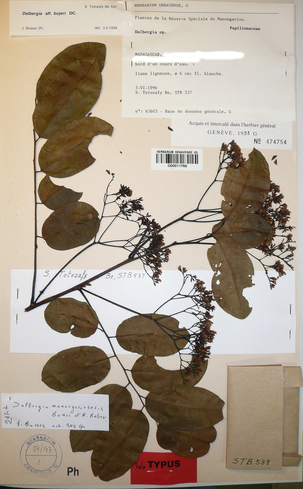 Dalbergia manongarivensis