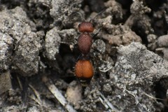 Dasymutilla creon