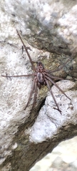 Xeropigo