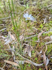 Celmisia asteliifolia