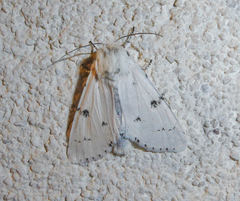 Acronicta leporina