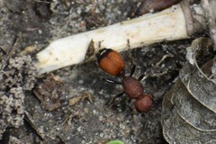 Dasymutilla creon
