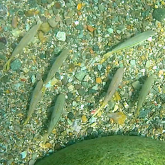 Mulloidichthys dentatus