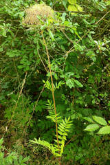Valeriana officinalis