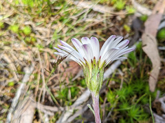 Celmisia asteliifolia