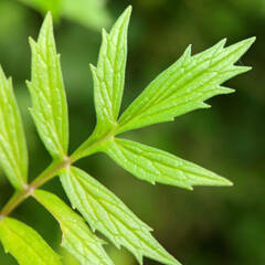 Valeriana officinalis