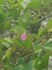 Canavalia rosea