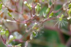 Valeriana officinalis