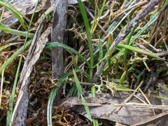 Celmisia asteliifolia