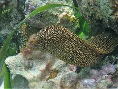 Gymnothorax miliaris