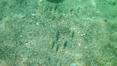 Mulloidichthys dentatus