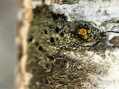 Rinodina