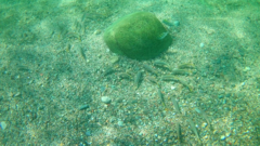 Mulloidichthys dentatus