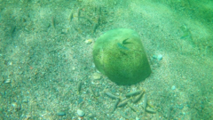 Mulloidichthys dentatus