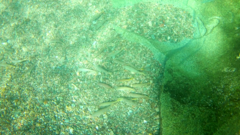 Mulloidichthys dentatus