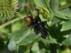 Paraphidippus
