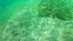 Mulloidichthys dentatus