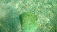 Mulloidichthys dentatus