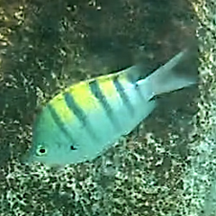 Abudefduf troschelii