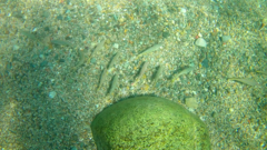 Mulloidichthys dentatus