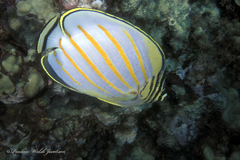 Chaetodon ornatissimus