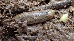 Testacella haliotidea