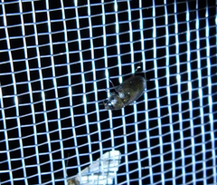 Enochrus