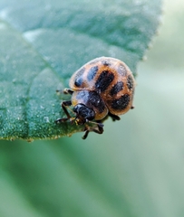 Epilachna paenulata