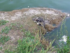 Anas platyrhynchos