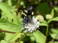 Bombus medius
