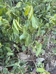Desmodium incanum