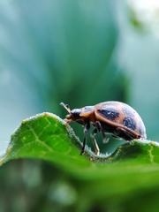 Epilachna paenulata