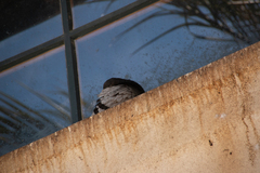 Columba livia