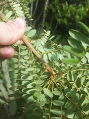 Sophora tetraptera