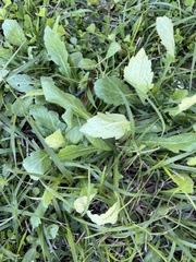 Erigeron philadelphicus
