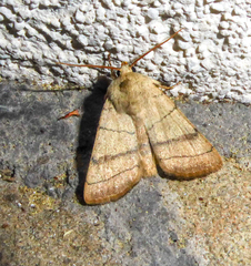 Charanyca trigrammica