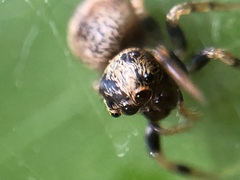 Euryattus