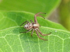 Xysticus punctatus