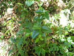 Euonymus spraguei