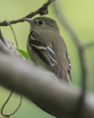 Empidonax flaviventris