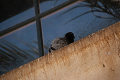 Columba livia