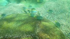 Abudefduf troschelii