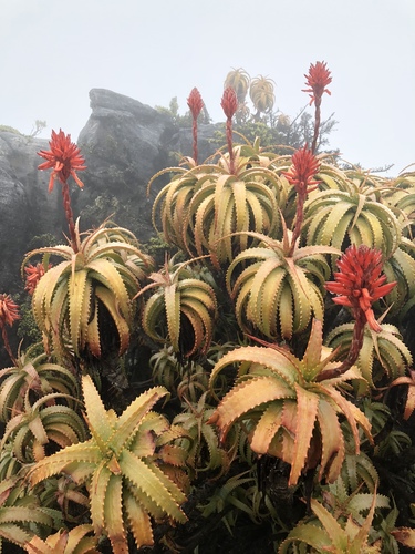 Aloe arborescens