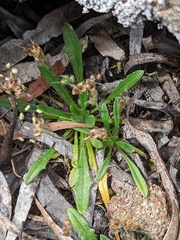 Plantago hispida