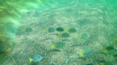 Abudefduf troschelii