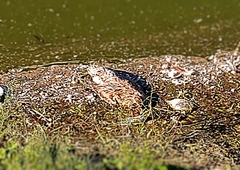 Anas platyrhynchos