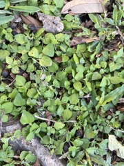 Calyptocarpus vialis