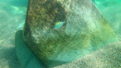 Abudefduf troschelii