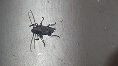Insecta